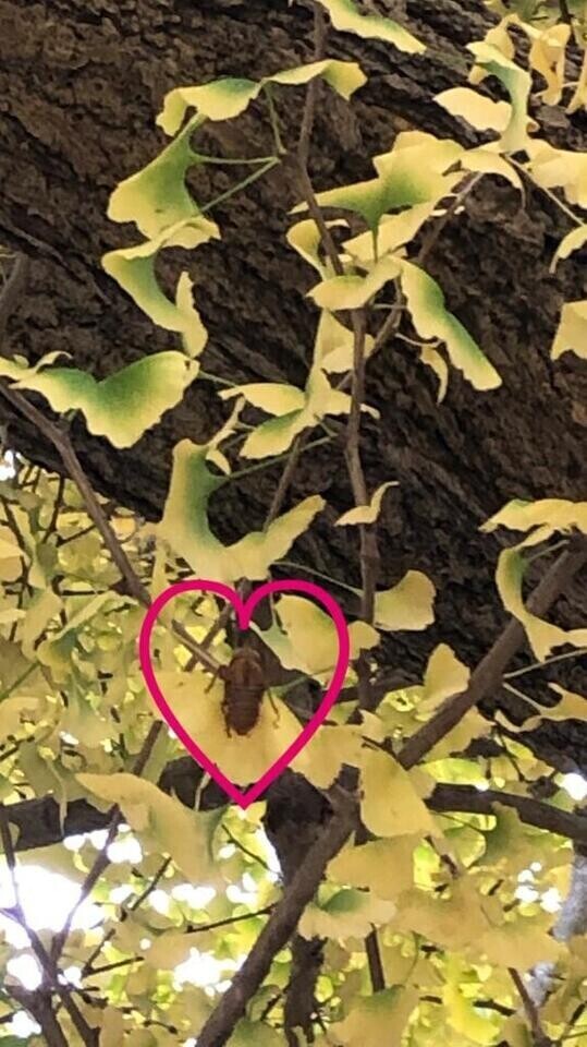 夏と秋の融合？？