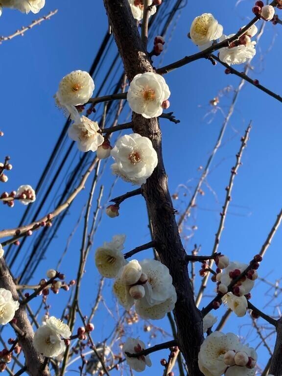 趣味活？推し活？