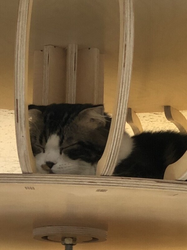 ねこちゃんで満たされないトコ、埋めて？🐾💗