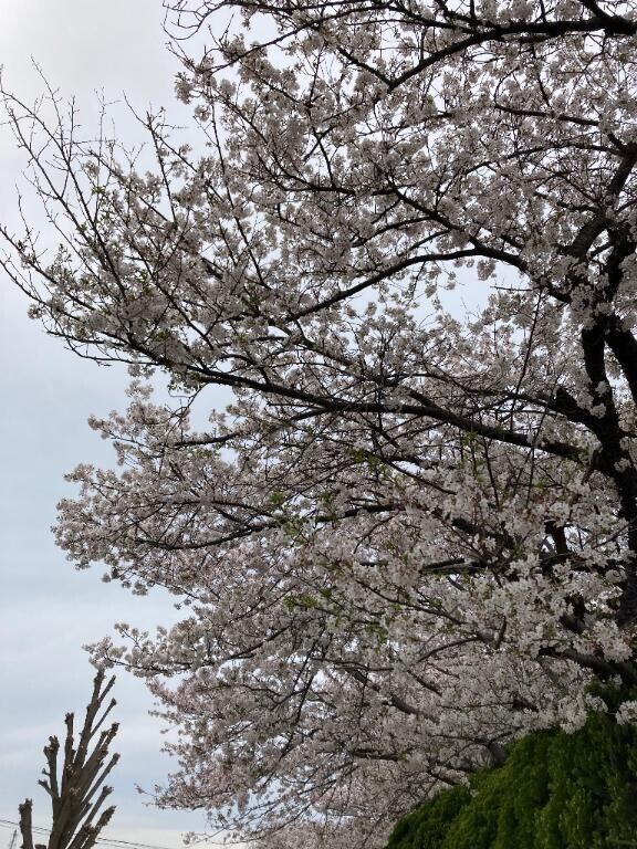 予定変更( ´･ω･`)