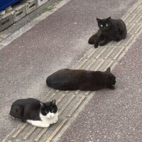 まおみ