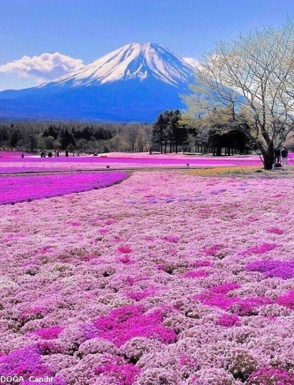こんばんは