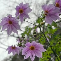 あおい