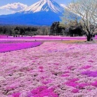 れいな
