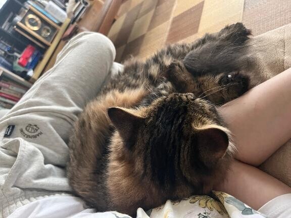 うちの猫ちゃん！