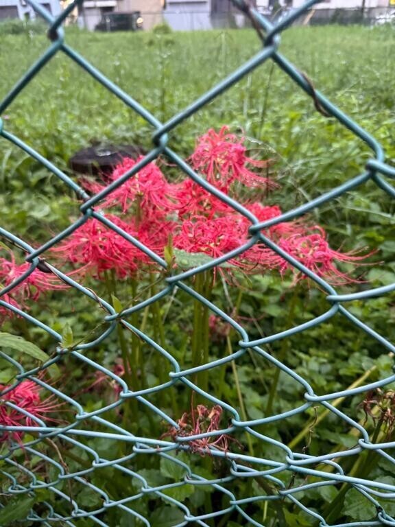 こんばんは