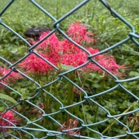 こんばんは