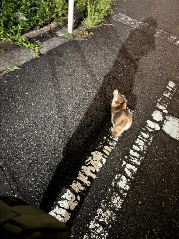 野良猫のおちりと?
