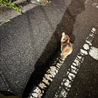 野良猫のおちりと?