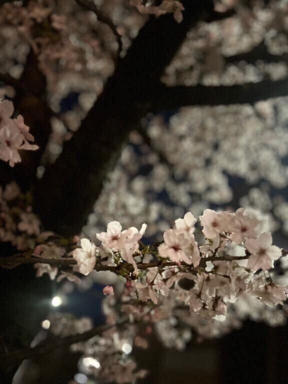 新年度スタート?