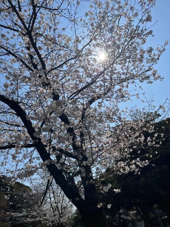 おはようございます(*^^*)