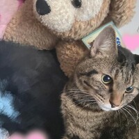 ありがとうございました?