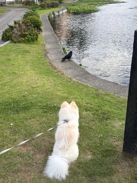カラス🐦‍⬛🩷