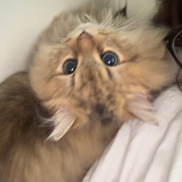 ねこくんが💦