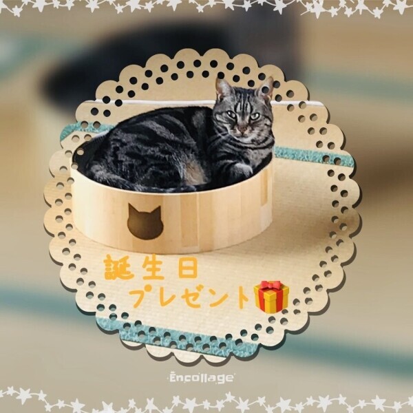 祝11歳(=^x^=)