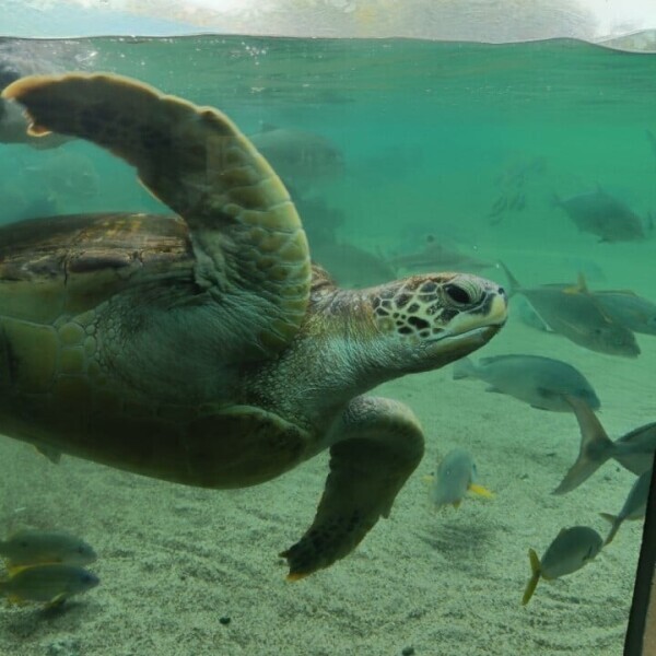 水族館を歩き回った🐬