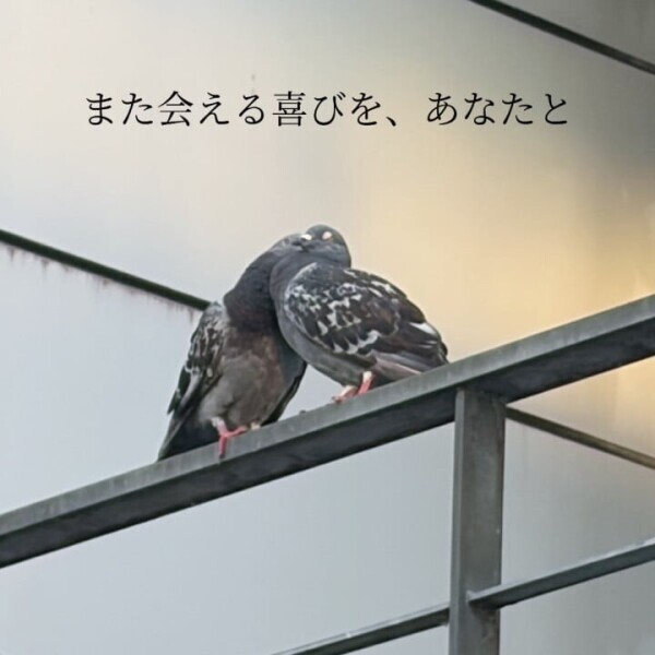 🕊ﾊﾄﾁｭｯﾁｭ