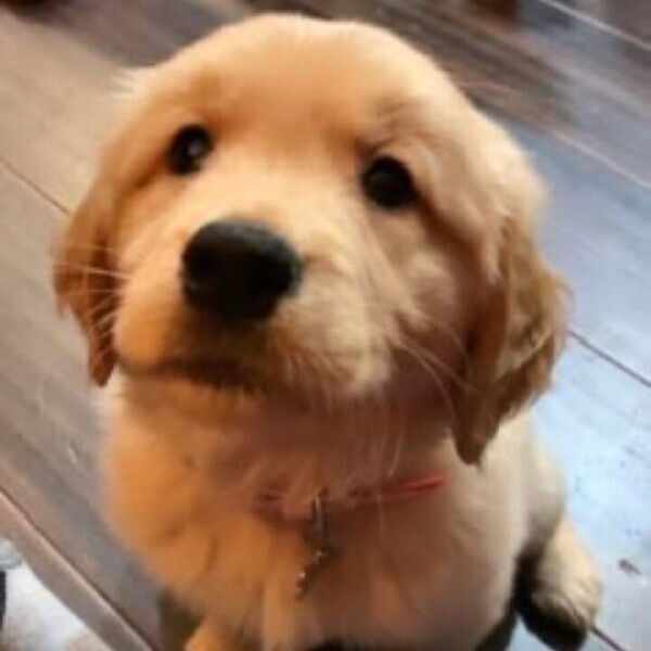 犬
