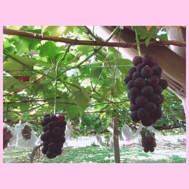 image1.jpeg