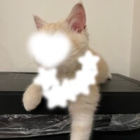 にあ