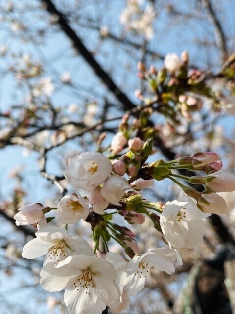 4月予定(仮)