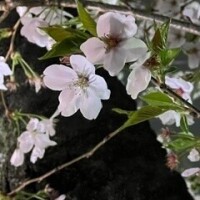 えむ