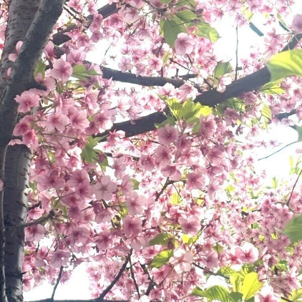 春だねぇ