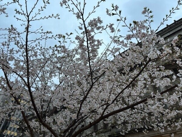 桜♡