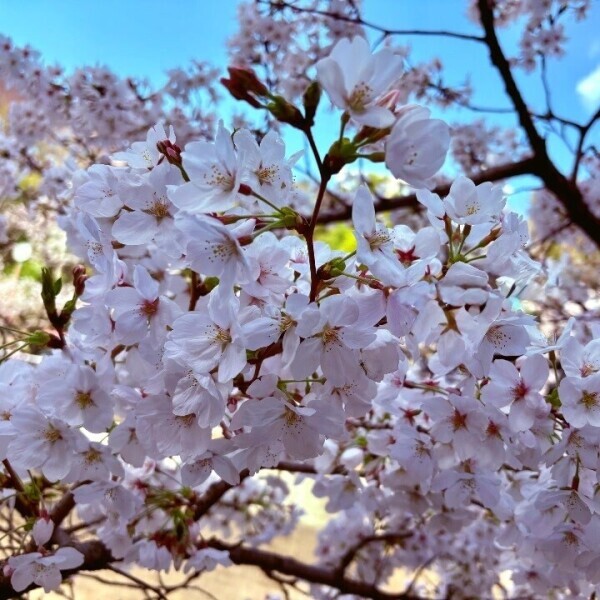 満開の桜♡
