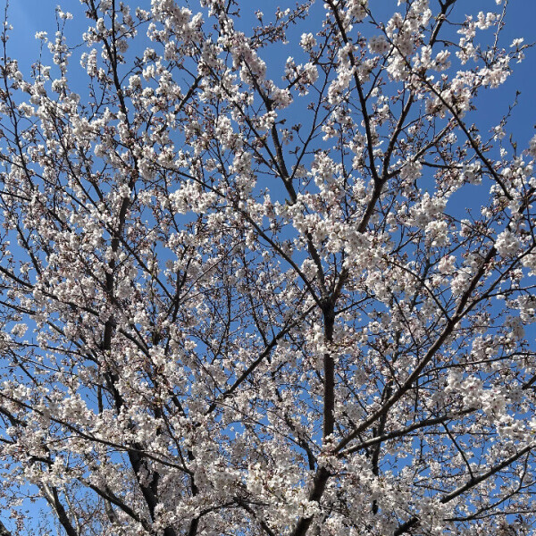 しがつ🌸