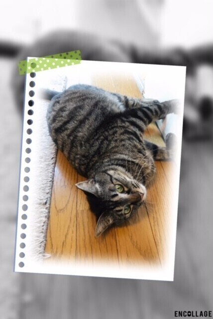 保護猫