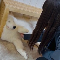 もこ