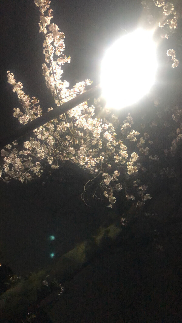 さくら🌸💓‪