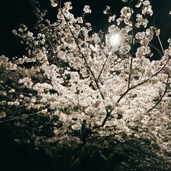 夜桜綺麗✨