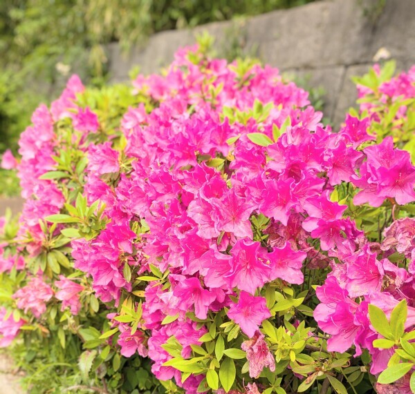 疲れたからお散歩した🪷🌿