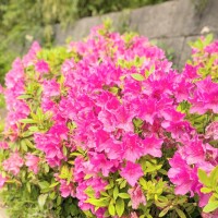 あやめ