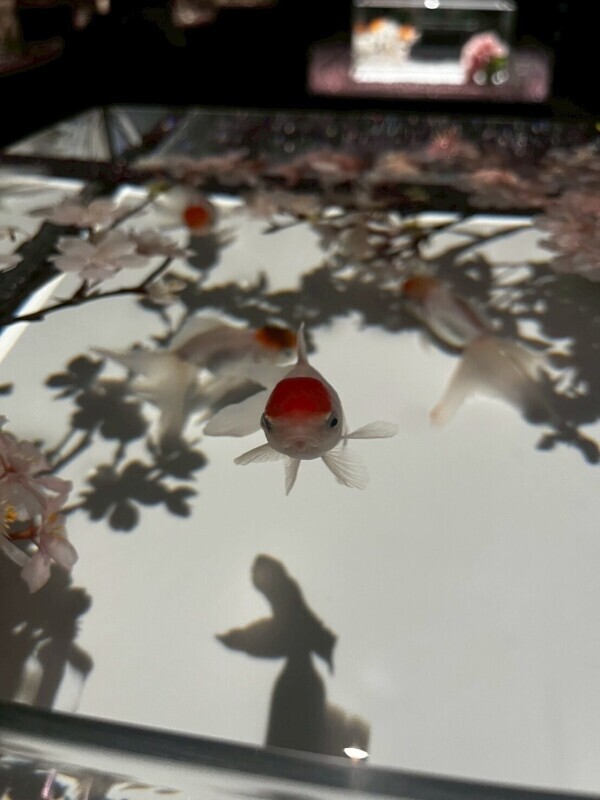 初投稿🌸