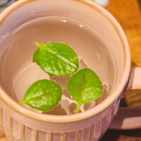 しほ