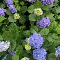 さな