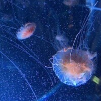 こるね