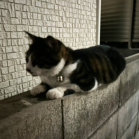 たまき