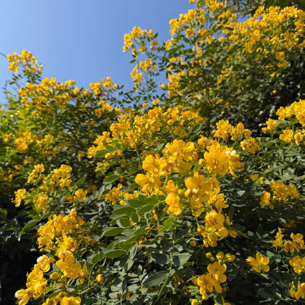 明日待ってます🌼