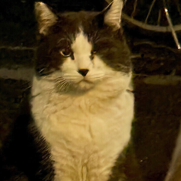 【今日もおやすみ、またね】