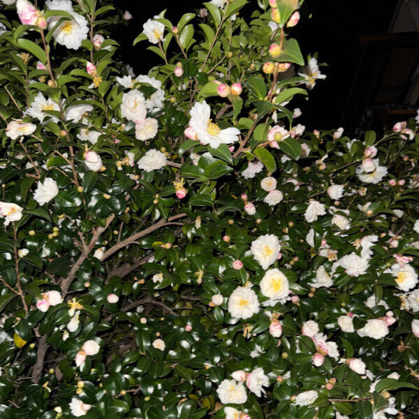 しゅ❕❁⃘*.ﾟ