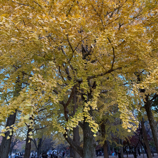 おはようございます(*^o^*)