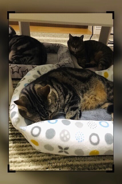 遠征のお知らせ。