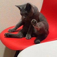 あおは