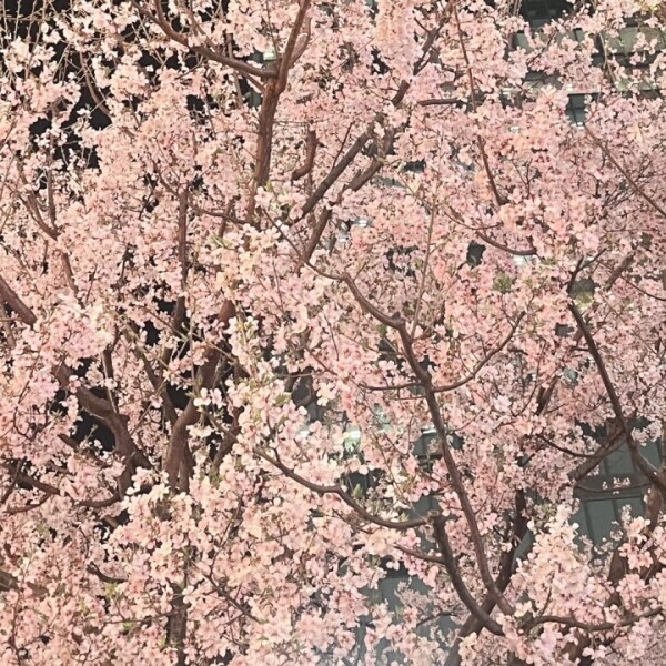 本日います🌸