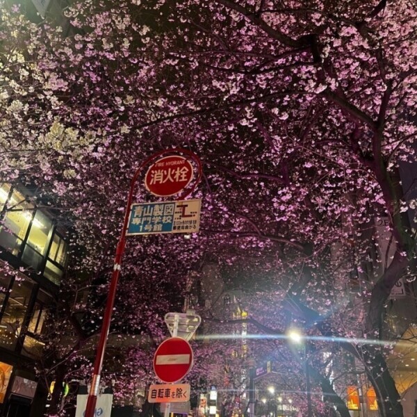 出勤どす