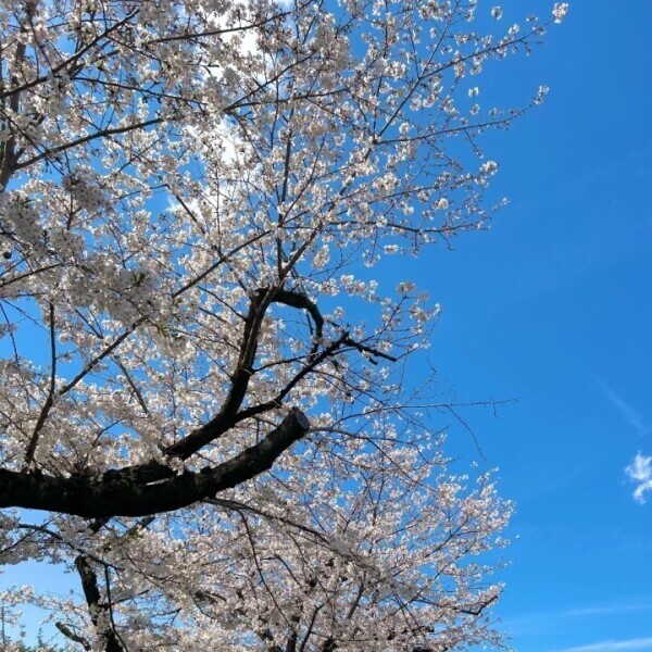 お花見🌸